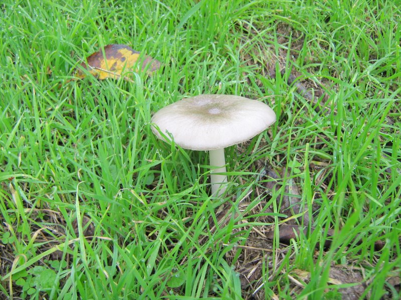 Funghi dalla Castellina